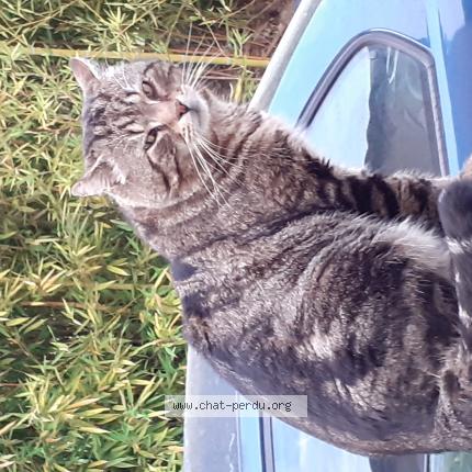 Photo 1/1 GRAND Chat perdu à Auribeau sur siagne