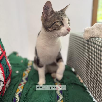 Photo de chat perdu à Le Poujol Sur Orb