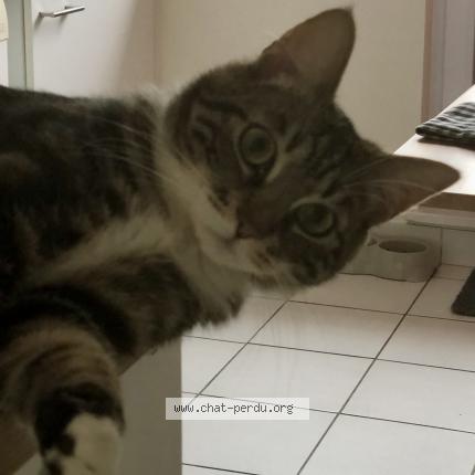 Photo 1/1 Chat retrouvé Perdu à Brest