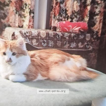 Photo de chat perdu à Romorantin Lanthenay