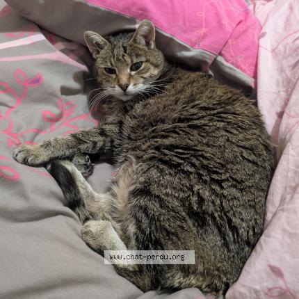 Photo 1/1 Chat retrouvé Perdu à Strasbourg