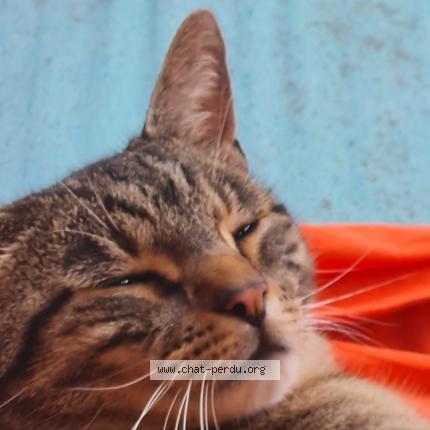 Photo 1/1 Karie Piton Chat perdu à Thise
