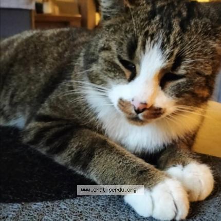 Photo de chat perdu à Cran Gevrier