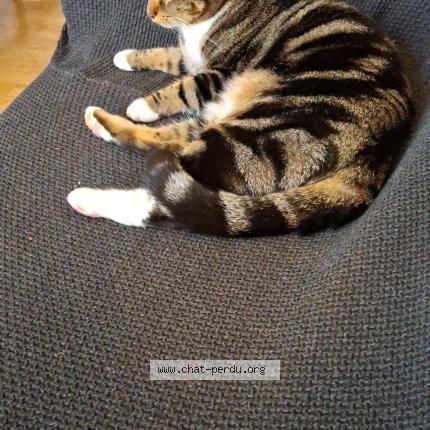 Photo 1/1 Chat retrouvé Perdu à Angers