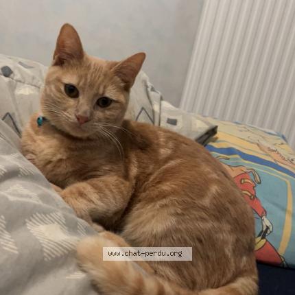 Photo de chat perdu à Nantes