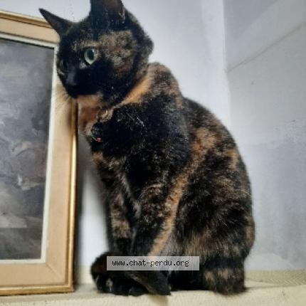Photo de chat perdu à Tours