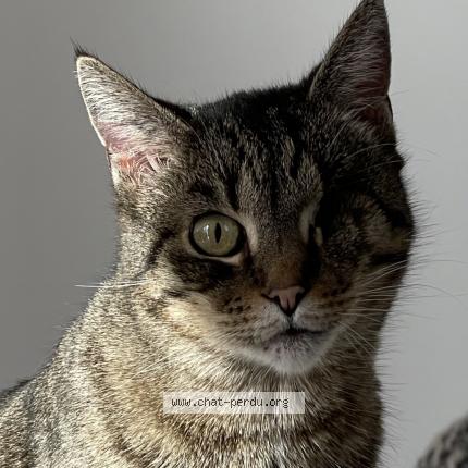 Photo de chat perdu à Cereste