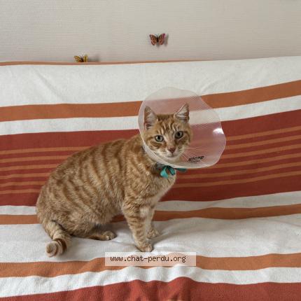 Photo de chat perdu à Le Havre