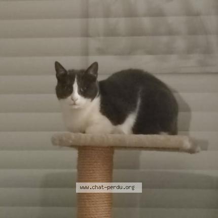 Photo 1/1 TRIXIE Chat perdu à Visseiche