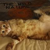 Photo de chat perdu à Montauban