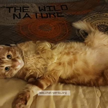 Photo 1/1 Chat retrouvé Perdu à Montauban