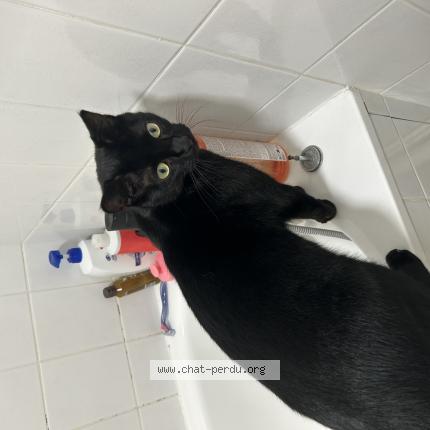 Photo de chat perdu à Dijon