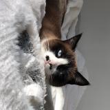 Photo de chat perdu à Maulette