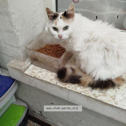 Photo 1/1 Milkshake dit Mimi Chat perdu à Billy montigny