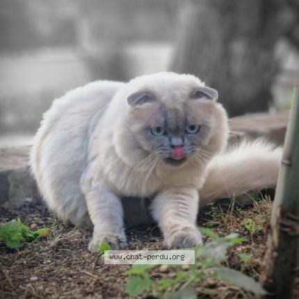 Photo 1/1 DOBY Chat perdu à Savigny sur orge