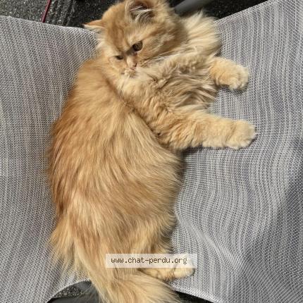 Photo de chat perdu à Arcueil
