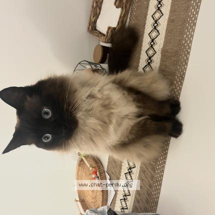 Photo de chat perdu à Saint Laurent Du Var