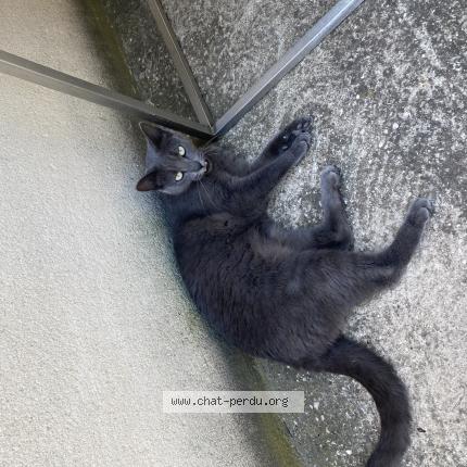 Photo de chat perdu à Saint Victoret