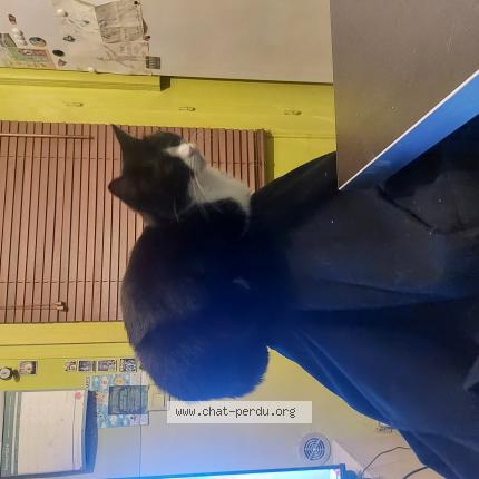 Photo de chat perdu à Longjumeau