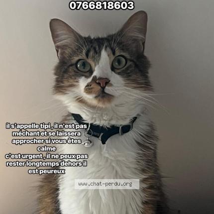 Photo 1/1 Tipi Chat perdu à Montauban