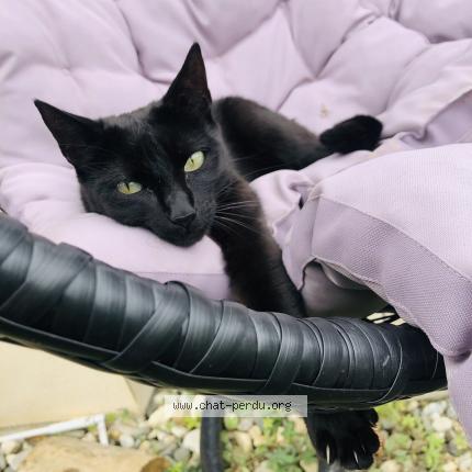 Photo de chat perdu à Pontcharra