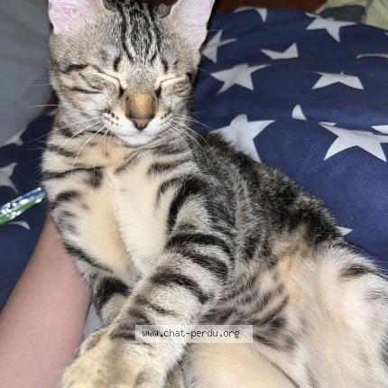 Photo 1/1 Petit chat Chat perdu à Marignane