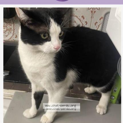 Photo 1/1 Naoual Moti Chat perdu à Villeneuve saint georges