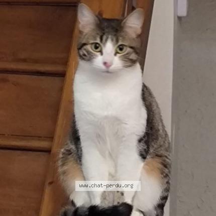 Photo 1/1 Bijoux Chat perdu à Saint laurent du pont