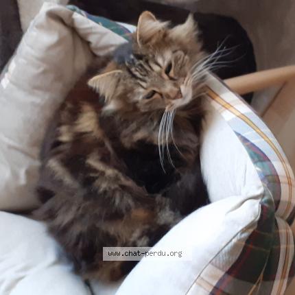 Photo 1/1 Chat retrouvé Perdu à Cerences
