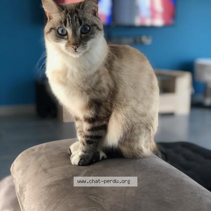 Photo 1/1 Minette Chat perdu à Girancourt