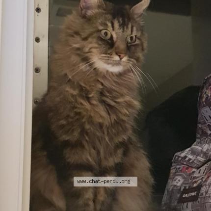 Photo 1/1 Ganesh Chat perdu à Belvedere campomoro