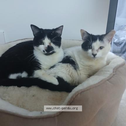 Photo de chat perdu à Olivet