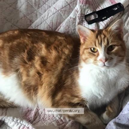 Photo 1/1 PONPON Chat perdu à Saint chamond