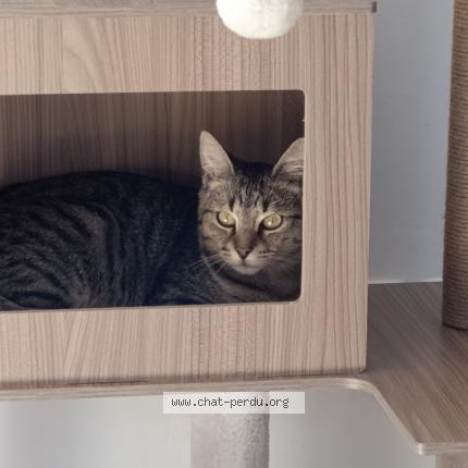 Photo de chat perdu à Dunkerque