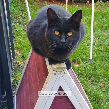 Photo de chat perdu à Lezennes