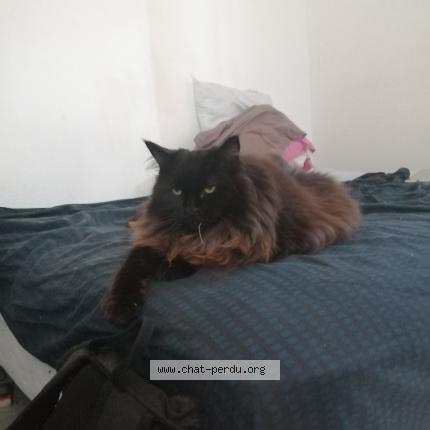 Photo 1/1 gregory yvert Chat perdu à Thonon les bains