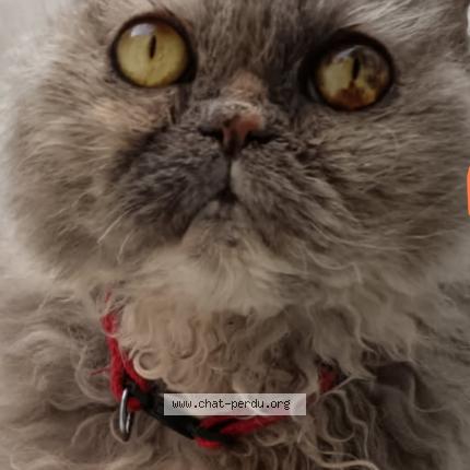 Photo de chat perdu à Calais