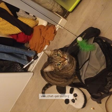 Photo 1/1 Chat retrouvé Perdu à Lyon