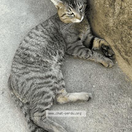 Photo 1/1 Haylaz Chat perdu à Saint fons venissieux