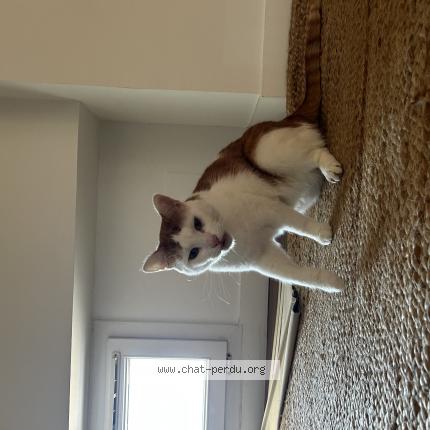 Photo 1/1 Chat retrouvé Perdu à Saint Jean De Luz