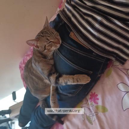 Photo 1/1 Maxou Chat perdu à Montreuil