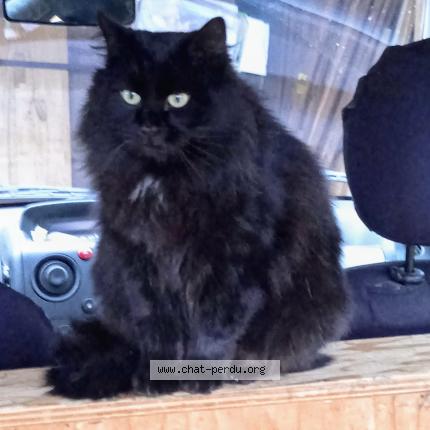 Photo 1/1 YACCO Chat perdu à Orgedeuil