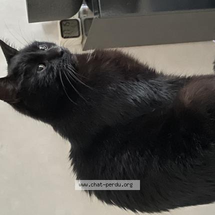 Photo 1/1 Chat retrouvé Perdu à Percy En Normandie