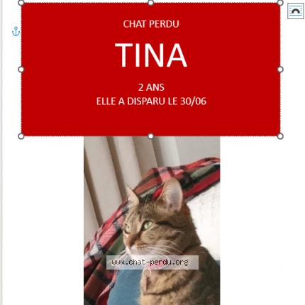 Photo 1/1 Chat retrouvé Perdu à Toulouse
