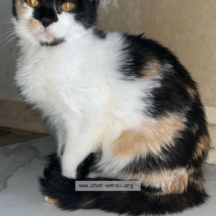 Photo de chat perdu à Orleans