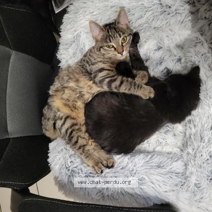 Photo 1/1 Pompy Chat perdu à Bouin