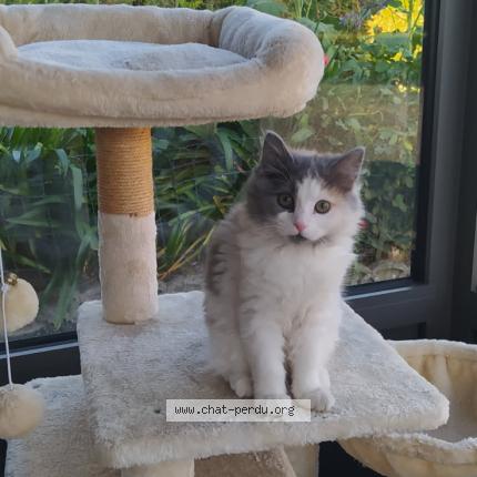 Photo de chat perdu à Trezelan