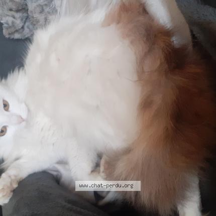 Photo 1/1 CHOUPETTE Chat perdu à Saint macaire du bois