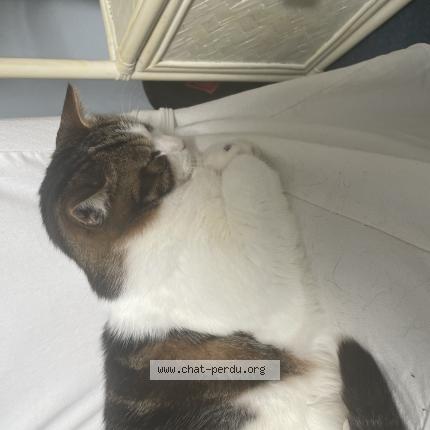 Photo de chat perdu à Olivet