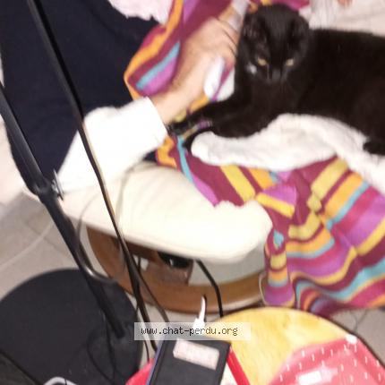 Photo 1/1 Sasha Chat perdu à Aubignan